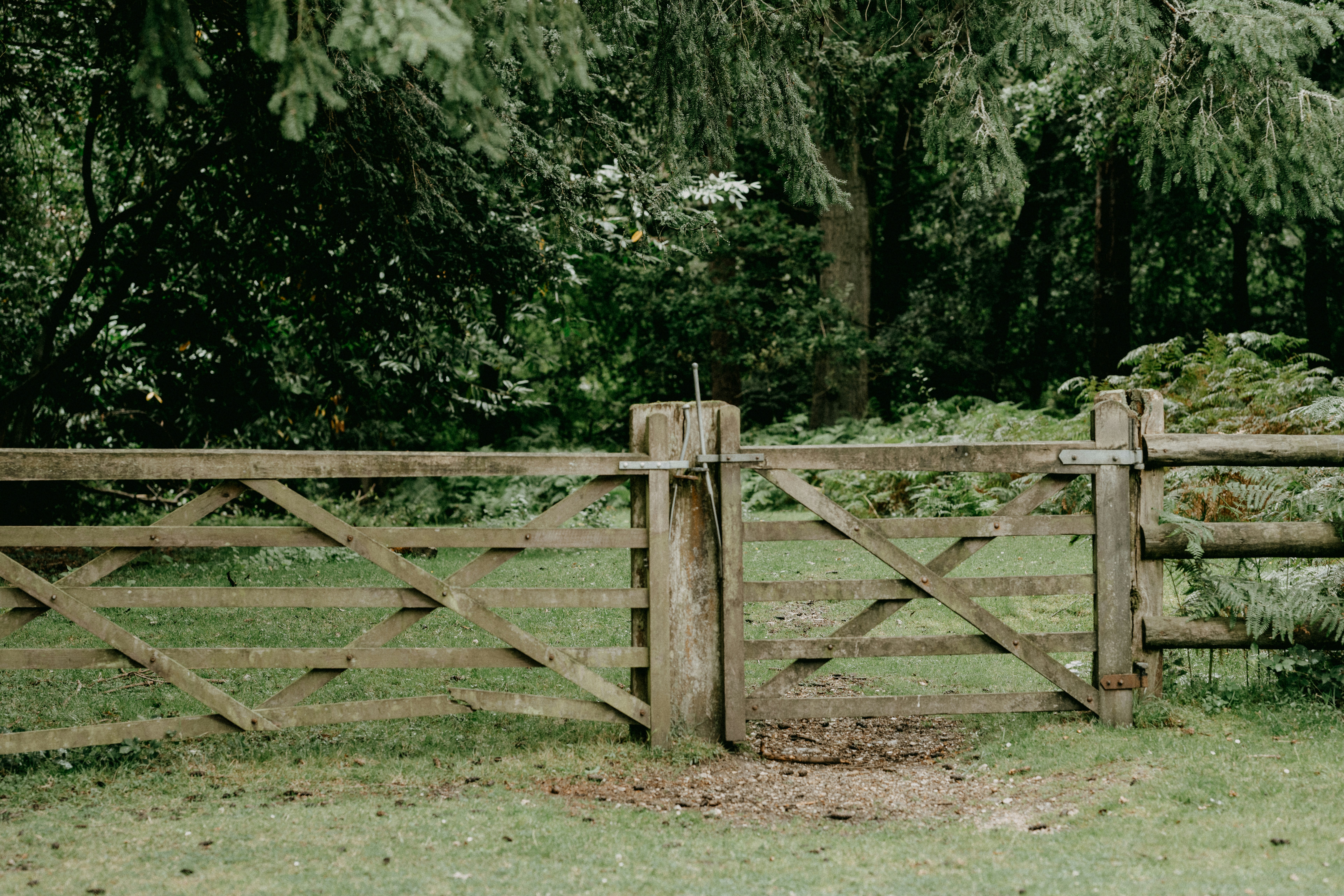 Tree fencing around fruit trees.