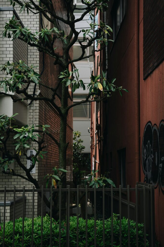 Tree guard for young trees