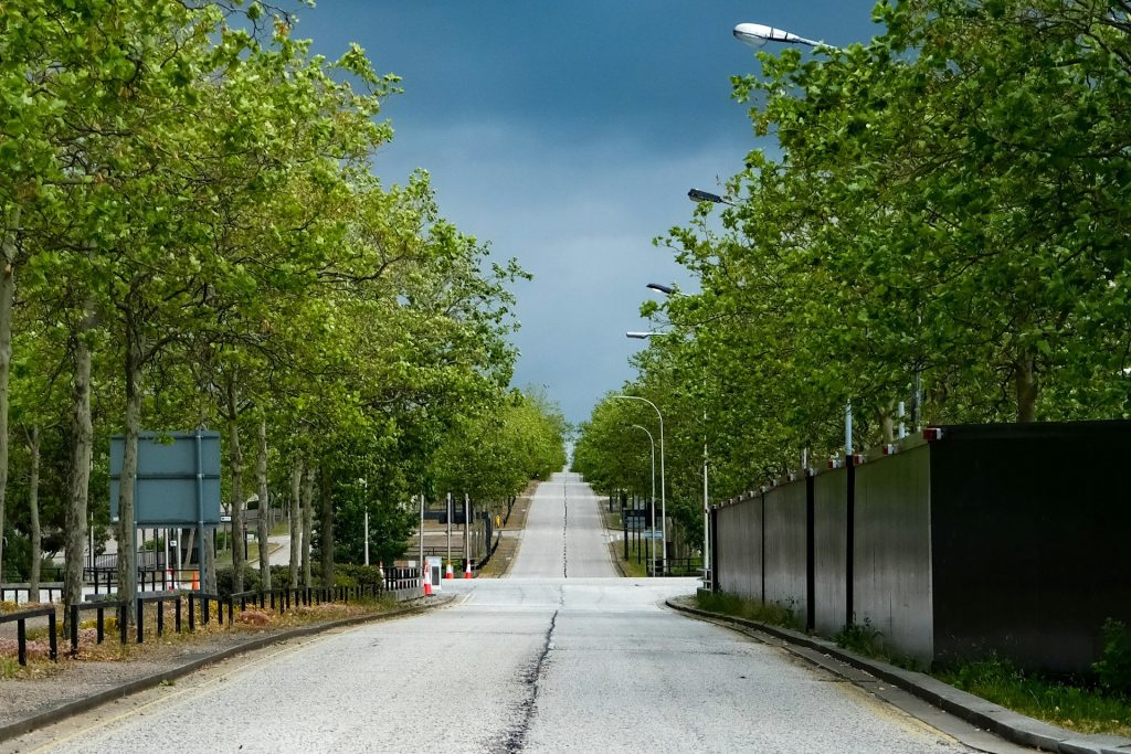 City Trees