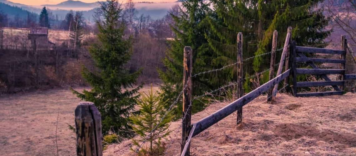 Sunset colors, trees, and fencing around the trees.