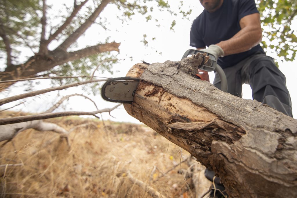 Professional Tree Care