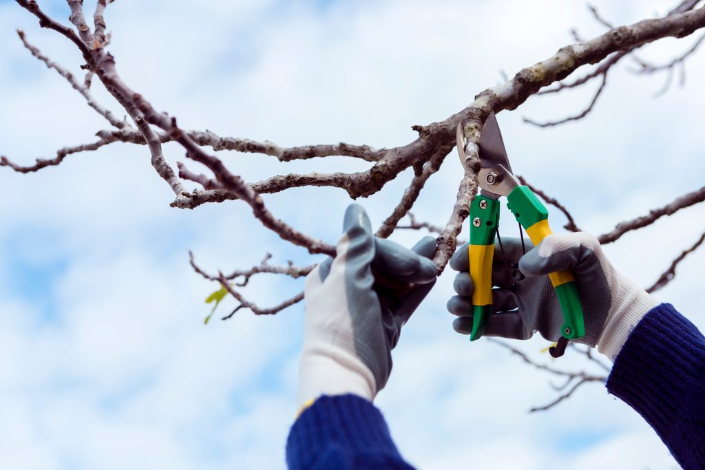 Tree Pruning